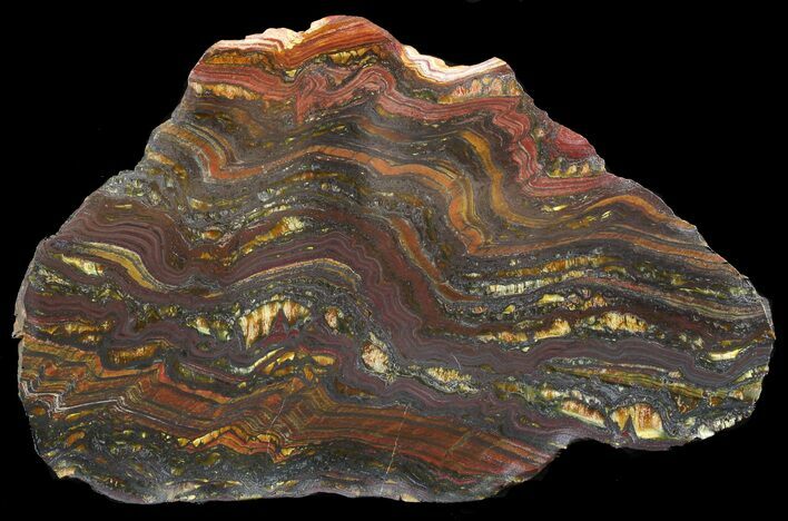 Polished Tiger Iron Stromatolite - ( Billion Years) #46811
